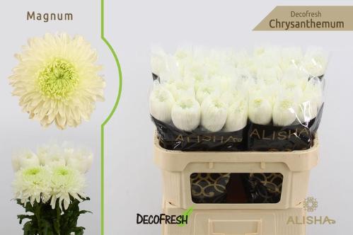 Chrysanthemum Indicum Grp geplozen Magnum
