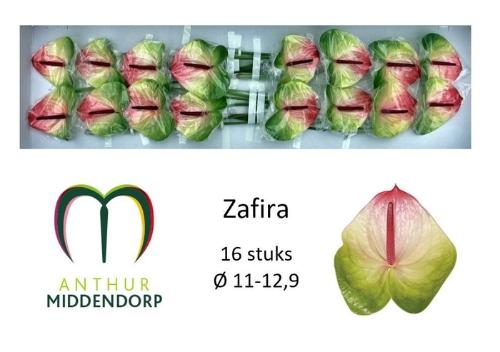 Anthurium Andreanum Grp Zafira