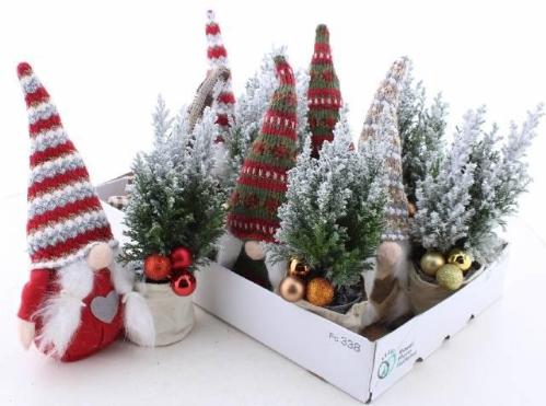 Chamaecyparis lawsoniana 'Ellwoodii'