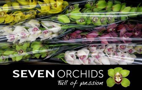 Cymbidium grootbloemig per tak gemengd