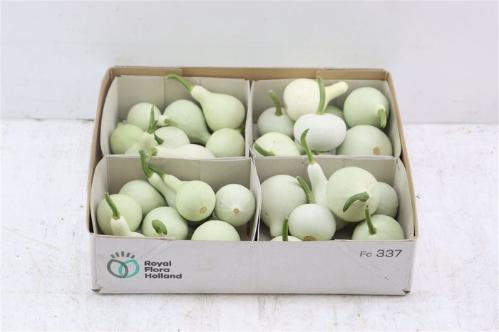 Cucurbita pepo