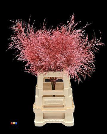 Decoratiegroen kleurbehandeld per bos H%