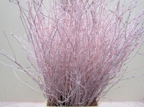 Betula kleurbehandeld H%