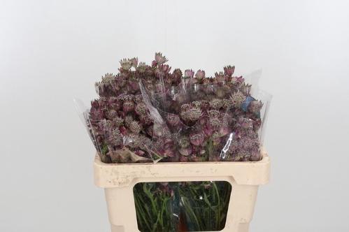 Astrantia major 'Star of Africa'