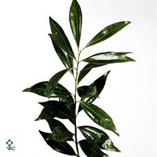 Cocculus laurifolius