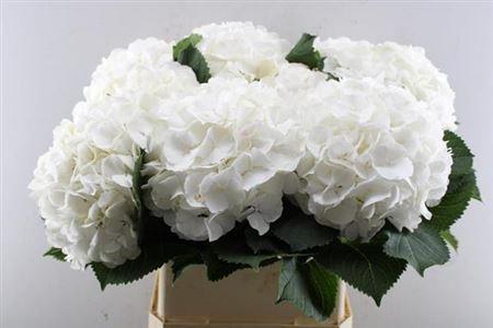 Hydrangea macrophylla Noordpool
