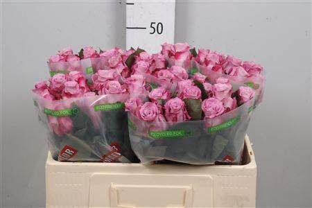 Rosa grootbloemig Maritim