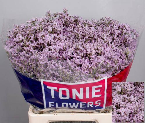 Limonium 'Tall Pink Emille'
