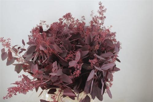 Eucalyptus polyanthemos (fruit) kleurbehandeld per bos H%