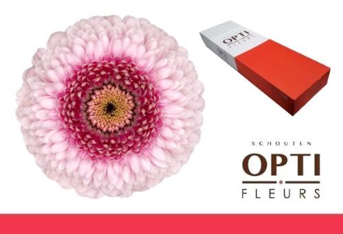 Gerbera mini bolvormig Pomponi Camilla