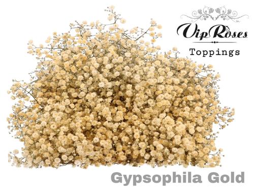 Gypsophila overig kleurbehandeld H%