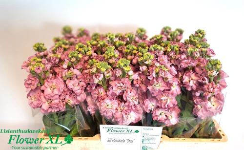 Matthiola incana StoX Rose Pink