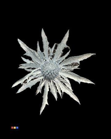 Eryngium alpinum kleurbehandeld H%