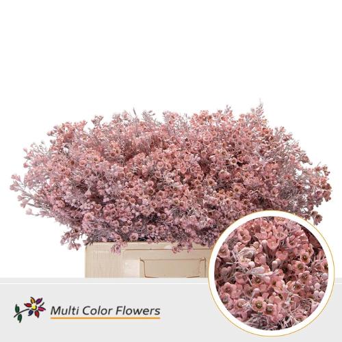 Chamelaucium kleurbehandeld H%