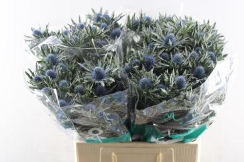 Eryngium Aquarius Questar