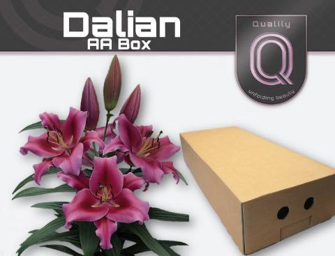 Lilium Oriental x Trumpet Grp 'Dalian'