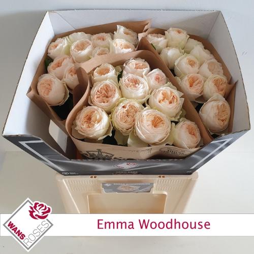 Rosa grootbloemig Emma Woodhouse