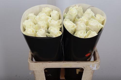 Rosa grootbloemig gewaxt H%