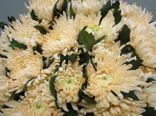 Chrysanthemum geplozen kas kleurbehandeld H%