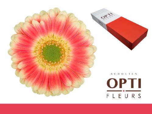 Gerbera mini 'Tompouce'