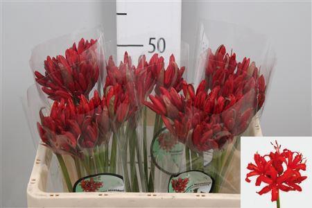 Nerine Sarniensis Grp 'Lydia'