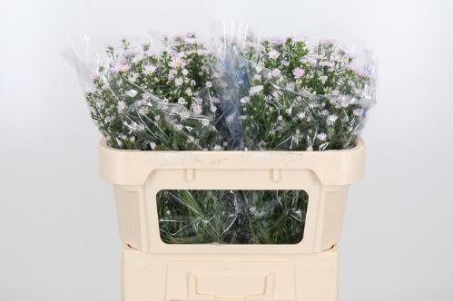 Aster Universum Grp 'Claudia'
