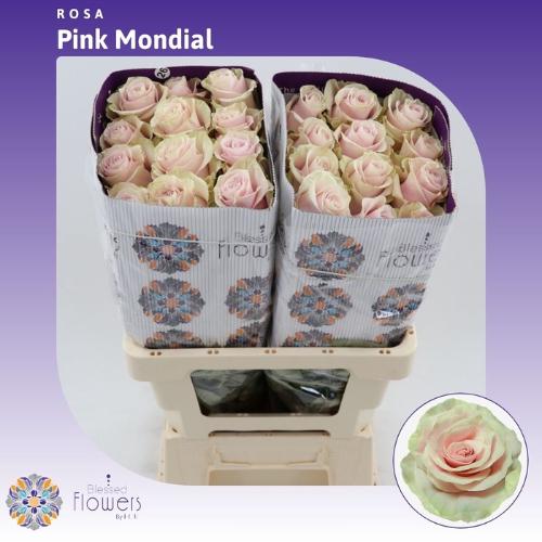 Rosa grootbloemig Pink Mondial