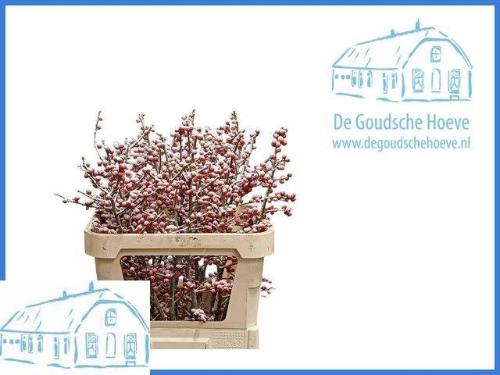 Ilex verticillata kleurbehandeld H%