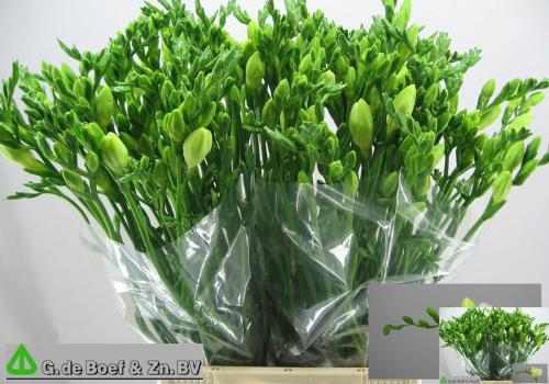 Freesia enkelbloemig 'White Serenade'