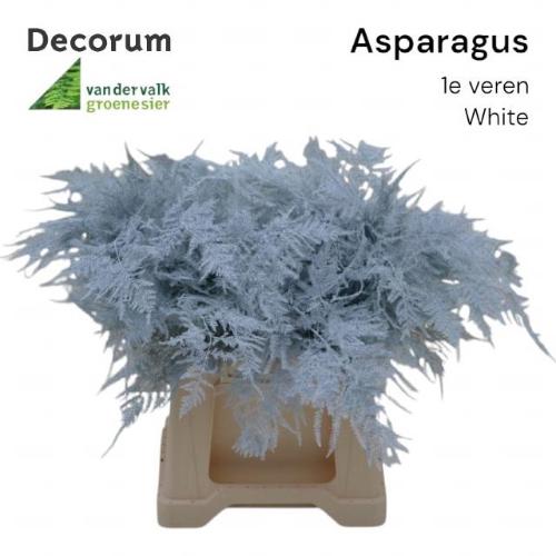 Asparagus overig kleurbehandeld H%