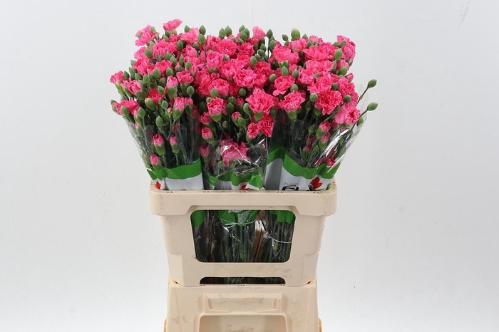 Dianthus tros overig