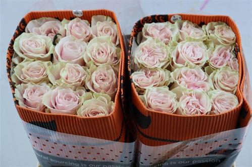 Rosa grootbloemig Pink Mondial