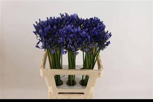 Agapanthus (Funnel Grp) 'Uri'