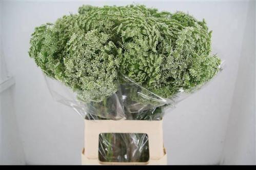 Ammi visnaga 'Casablanca'