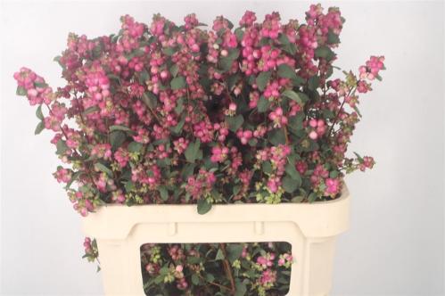 Symphoricarpos Magical Treasure