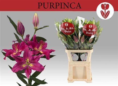 Lilium (Oriental Grp) 'Purpinca'