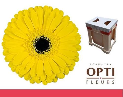 Gerbera grootbloemig 'Don Leo'