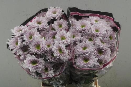 Chrysanthemum (Indicum Grp) tros Commander Pink