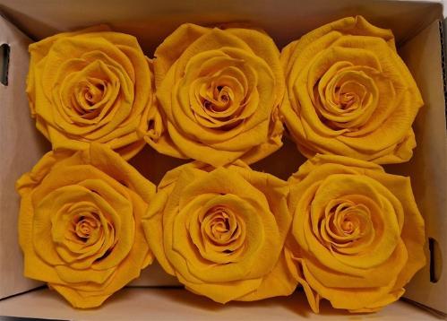 Rosa grootbloemig kleurbehandeld H%