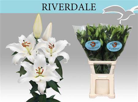 Lilium (Oriental Grp) 'Riverdale'
