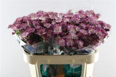Astrantia major 'Roma'