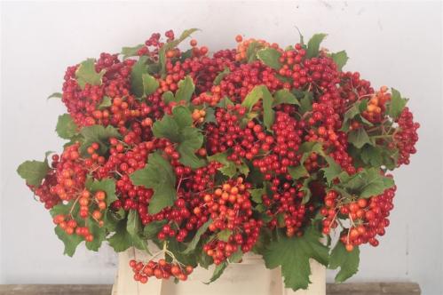 Viburnum per tak opulus 'Compactum'