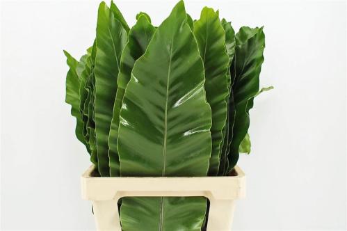 Aspidistra elatior overig