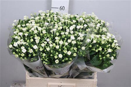 Bouvardia enkelbloemig White Sensation