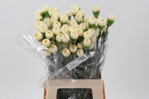 Dianthus standaard overig