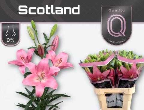 Lilium (LA-hybrids Grp) 'Scotland'