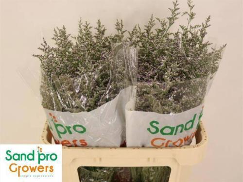 Limonium 'Misty Blue'