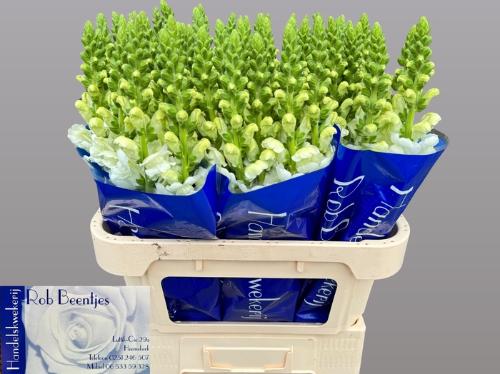 Antirrhinum majus 'Potomac White'