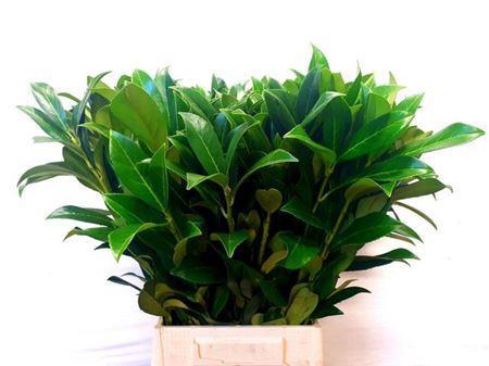 Prunus (blad) laurocerasus