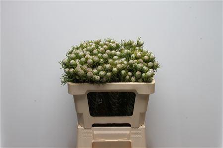 Leucadendron linifolium 'Jade Pearl' (vertakt)